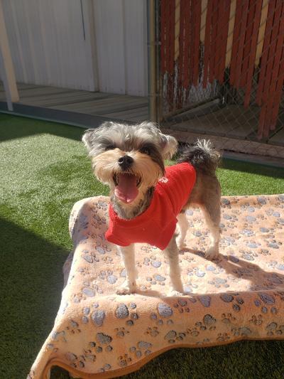 Enlarge Wolfie, a ADOPTABLE mixed breed in Gardena, CA image 4/4