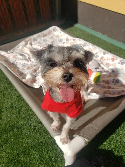 Enlarge Wolfie, a ADOPTABLE mixed breed in Gardena, CA image 2/4