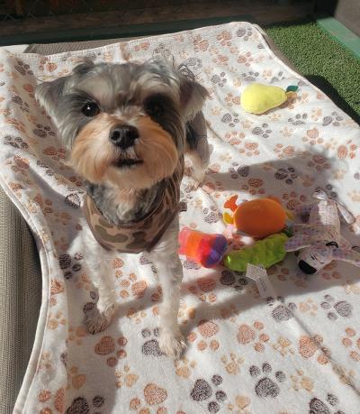 Wolfie, ADOPTABLE, Young Male Yorkshire Terrier & Miniature Schnauzer.