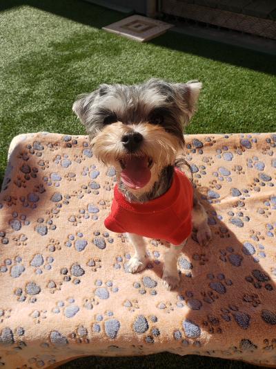 Enlarge Wolfie, a ADOPTABLE mixed breed in Gardena, CA image 3/4