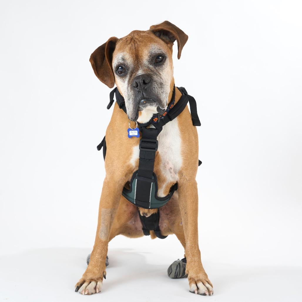 Bow Wow Wow 14525, Adoptable, Senior Male Boxer.