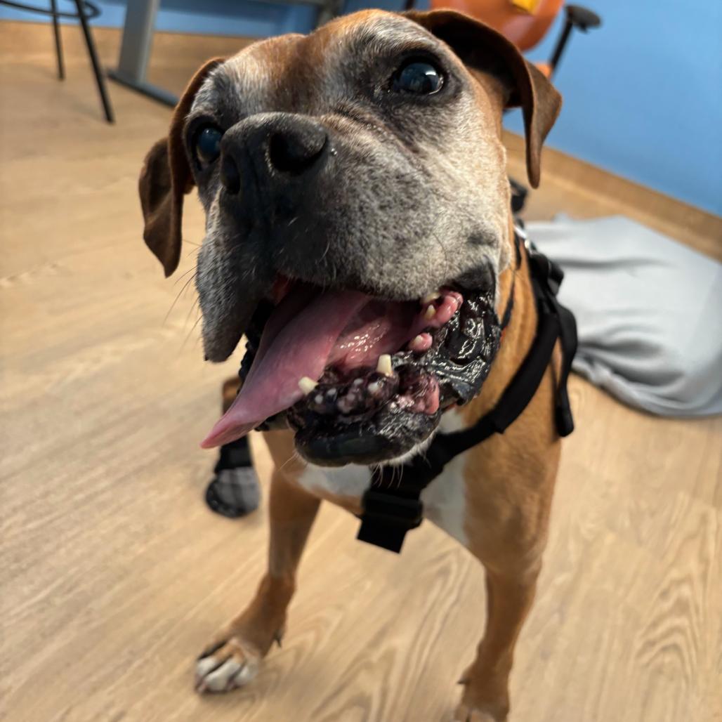 Enlarge Bow Wow Wow 14525, a Adoptable Boxer in San Francisco, CA image 2/6