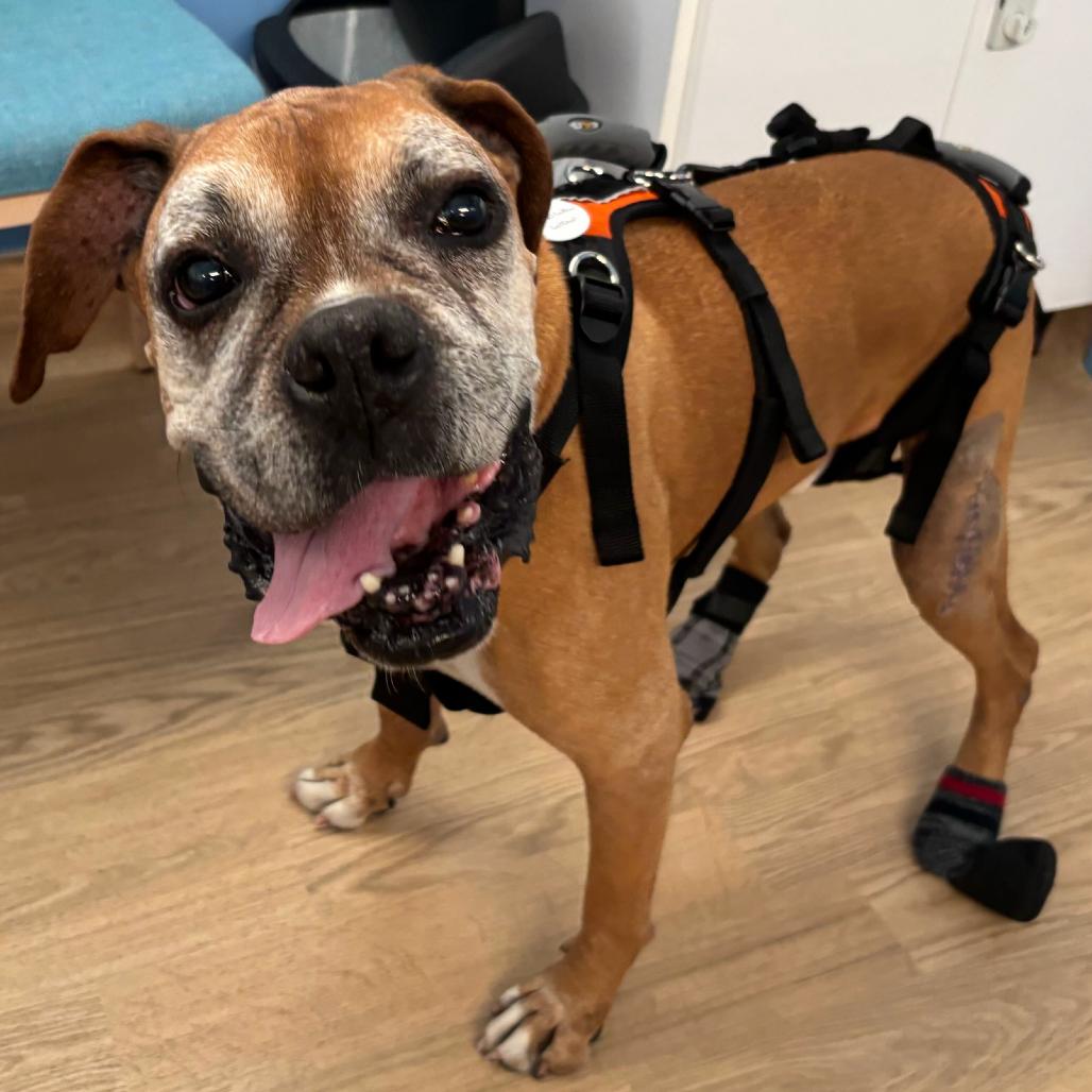 Enlarge Bow Wow Wow 14525, a Adoptable Boxer in San Francisco, CA image 3/6