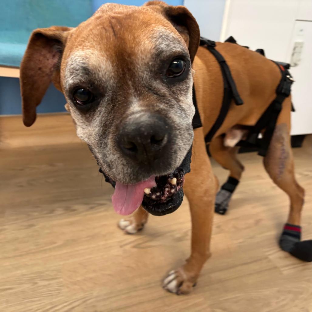 Enlarge Bow Wow Wow 14525, a Adoptable Boxer in San Francisco, CA image 4/6