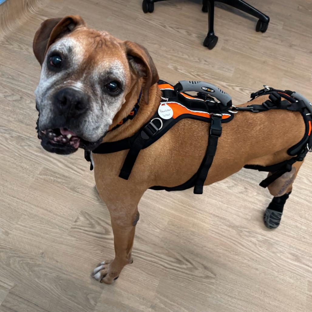 Enlarge Bow Wow Wow 14525, a Adoptable Boxer in San Francisco, CA image 5/6