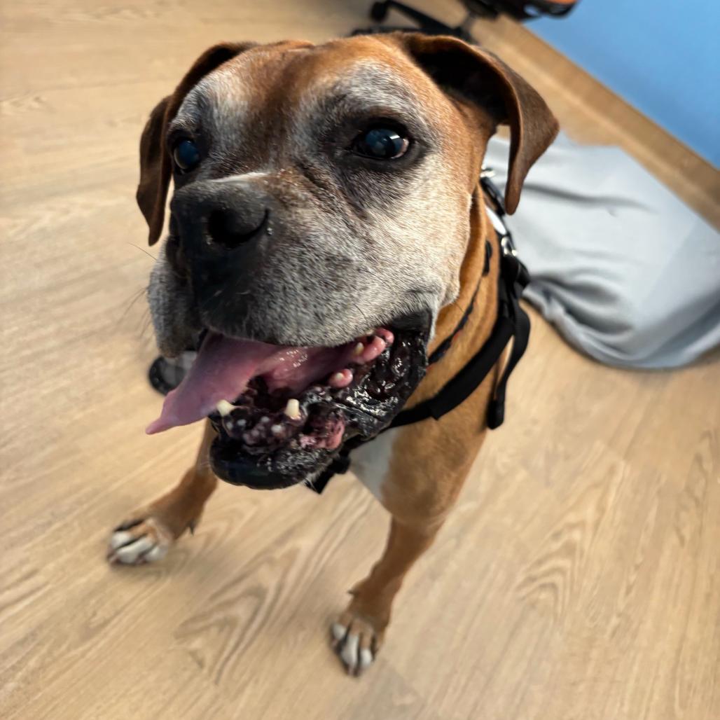 Enlarge Bow Wow Wow 14525, a Adoptable Boxer in San Francisco, CA image 6/6