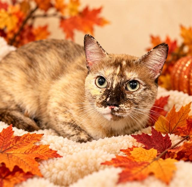 Chai Latte- 54253, Adoptable, Adult Female Domestic Short Hair.