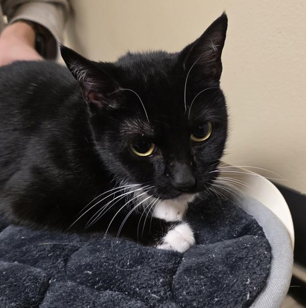 Bitsy (mcas), Adoptable, Adult Female Domestic Short Hair.