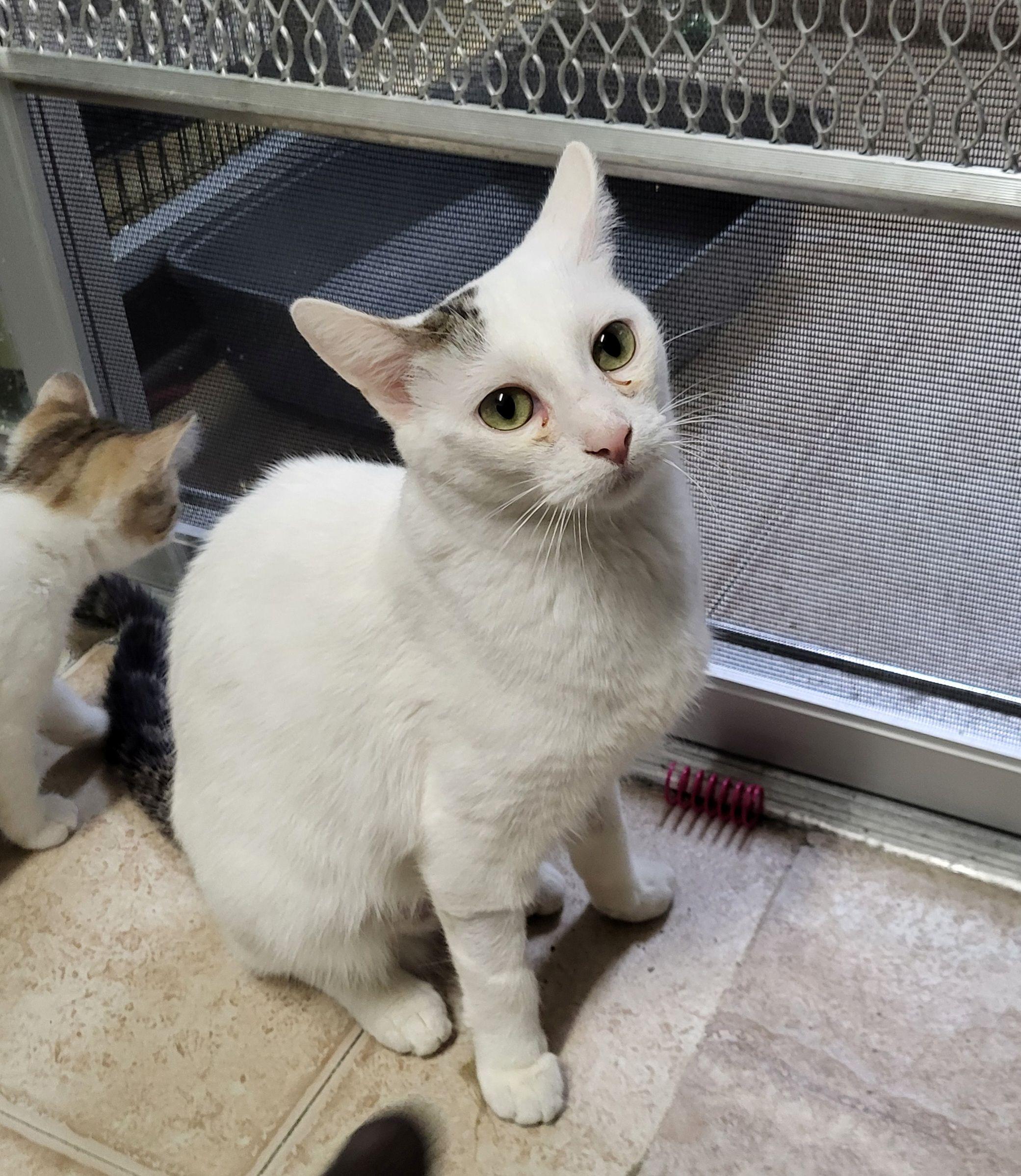 Bella, Adult Female unknown