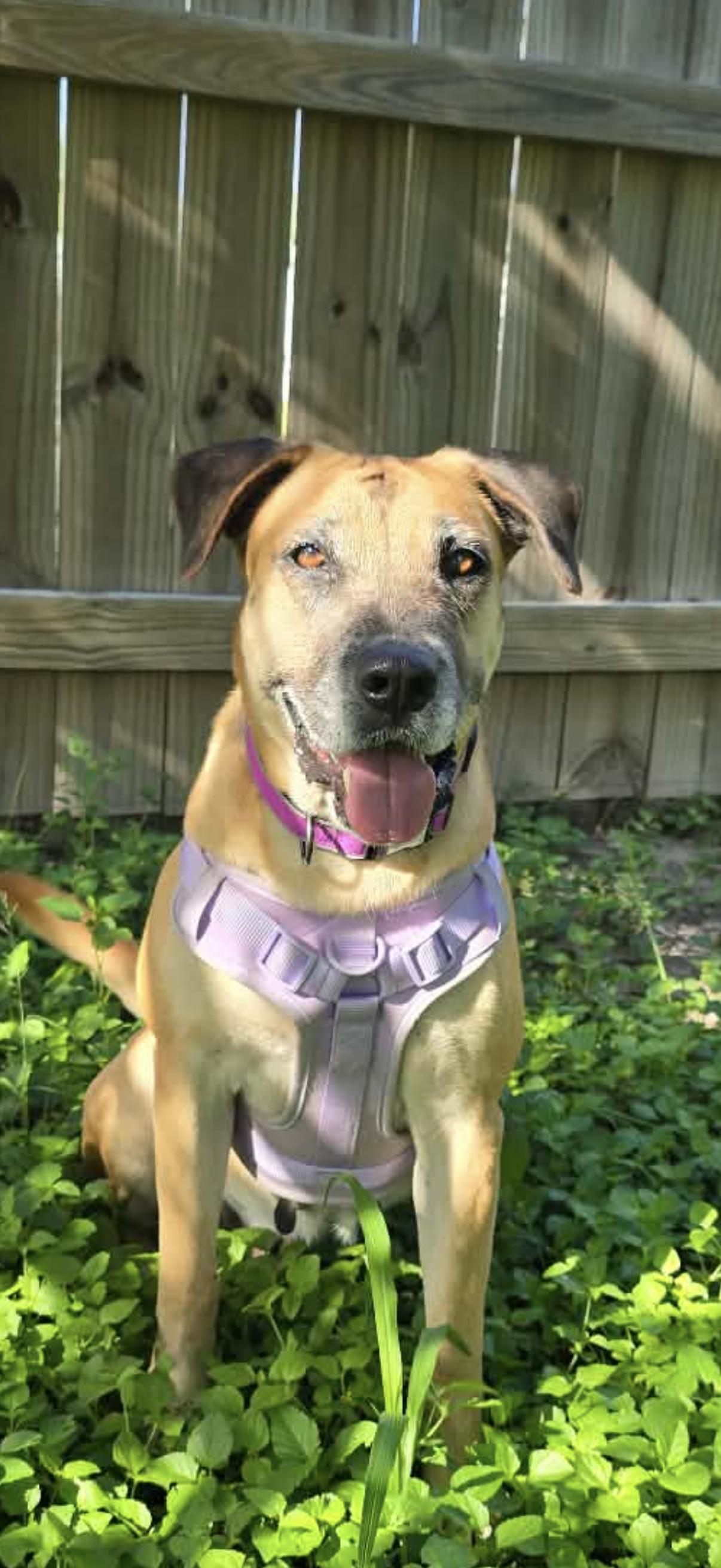 Enlarge Cookie Crumb, a Adoptable mixed breed in Short Hills, NJ image 3/4