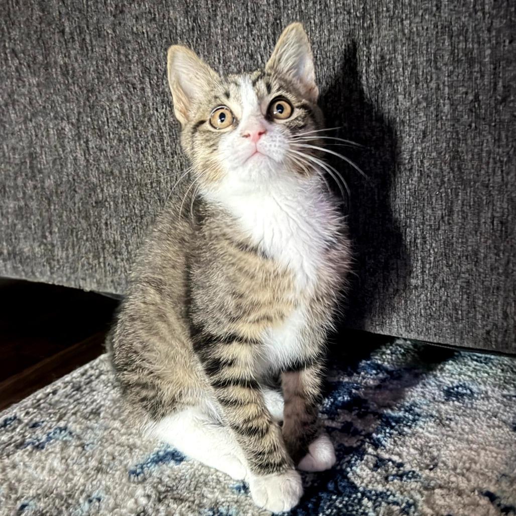 Glen, a Adoptable Domestic Short Hair in Eastford, CT image 1/3