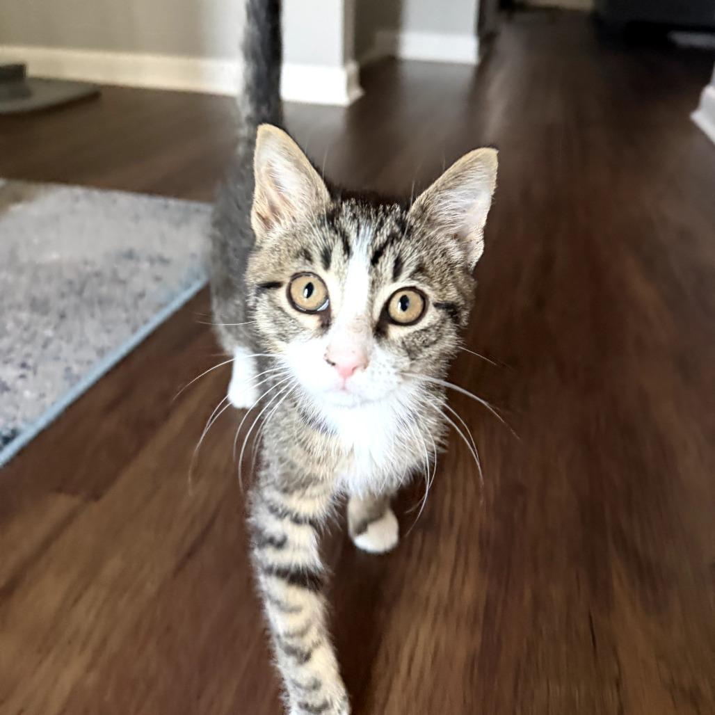 Glen, a Adoptable Domestic Short Hair in Eastford, CT image 2/3