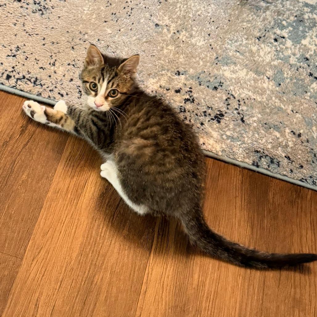 Glen, a Adoptable Domestic Short Hair in Eastford, CT image 3/3