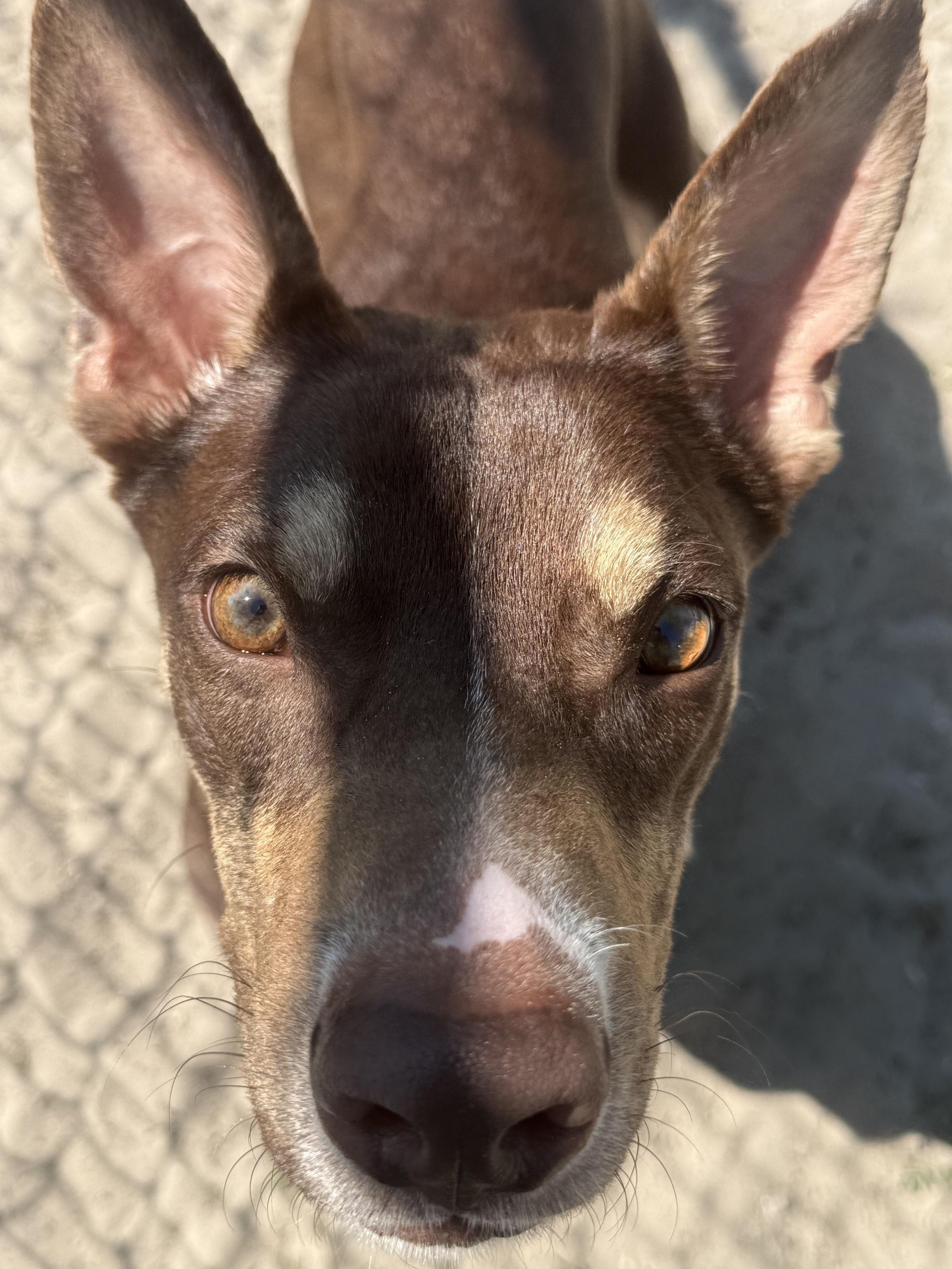 Enlarge Roscoe, a ADOPTABLE mixed breed in New Port Richey, FL image 1/3