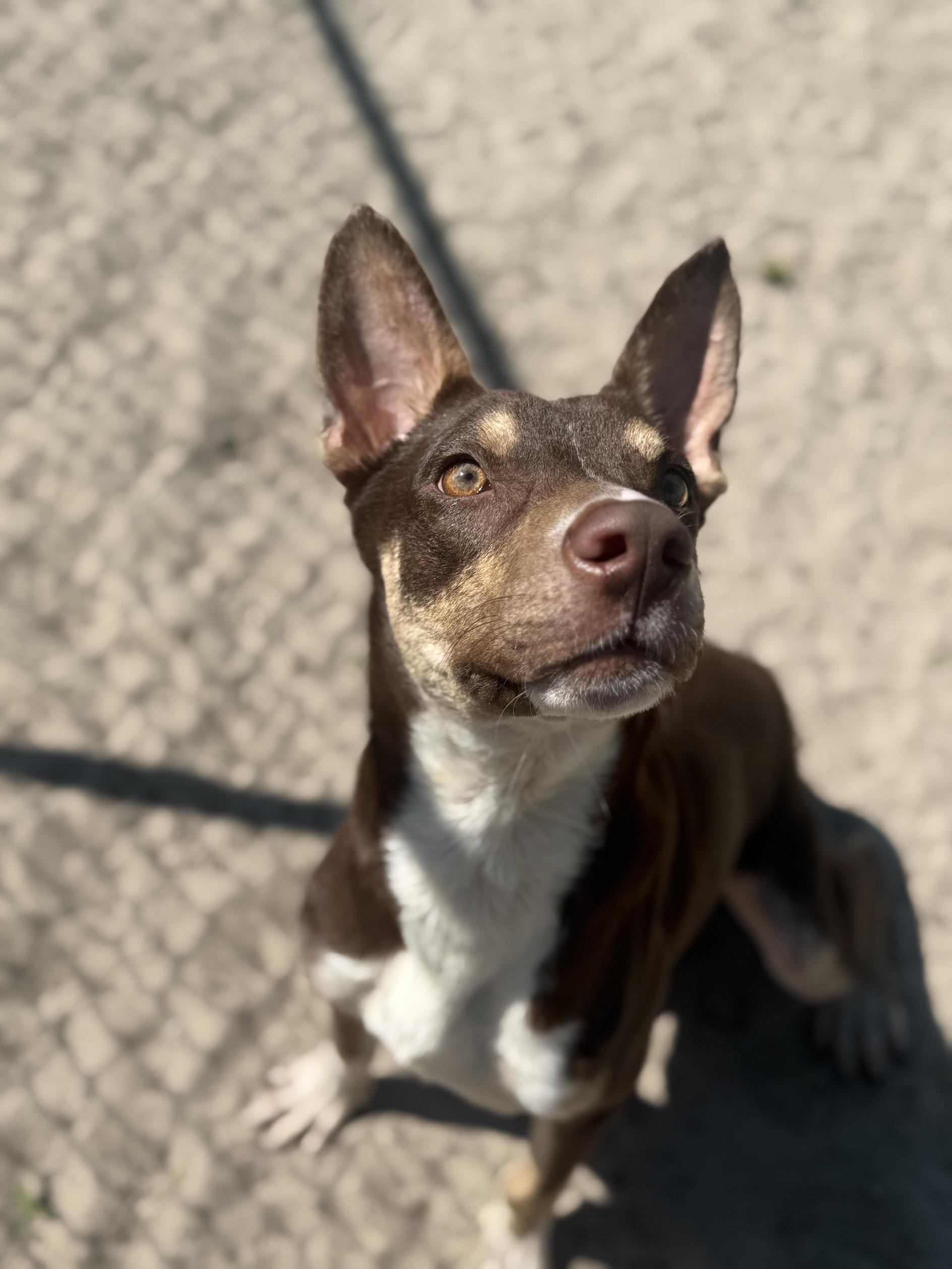 Enlarge Roscoe, a ADOPTABLE mixed breed in New Port Richey, FL image 2/3