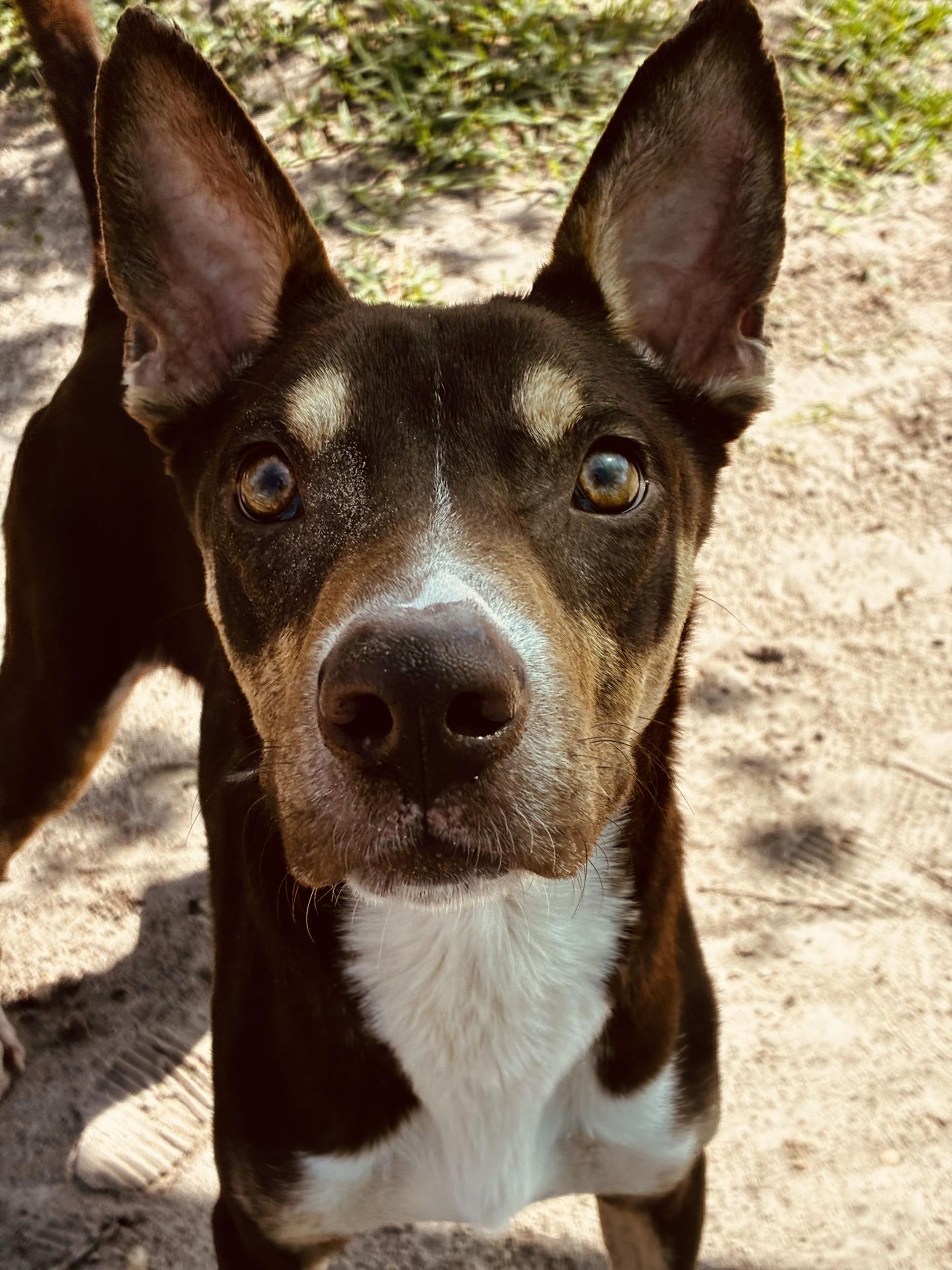 Enlarge Roscoe, a ADOPTABLE mixed breed in New Port Richey, FL image 3/3