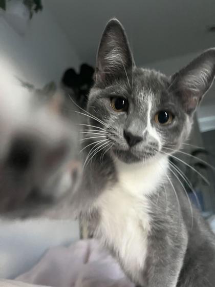 Puddles, Adoptable, Kitten Female Domestic Short Hair & Domestic Short Hair.