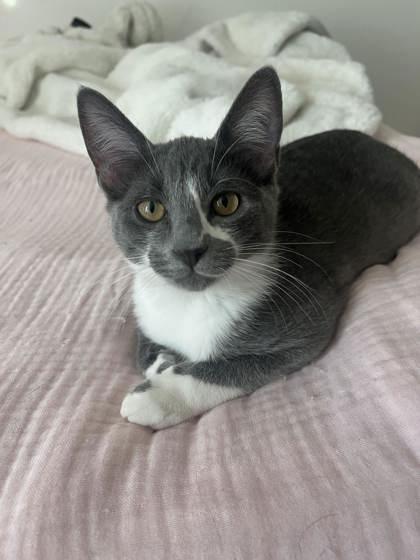 Puddles (must be adopted with Dewdrop), Adoptable, Kitten Female Domestic Short Hair & Domestic Short Hair.