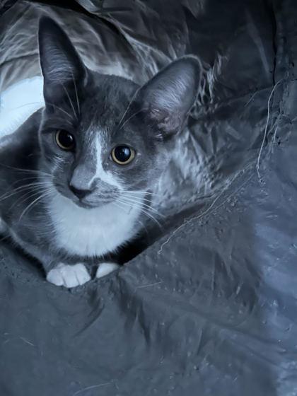 Puddles (must be adopted with Dewdrop), a Adoptable mixed breed in Hillsboro, OR image 2/3