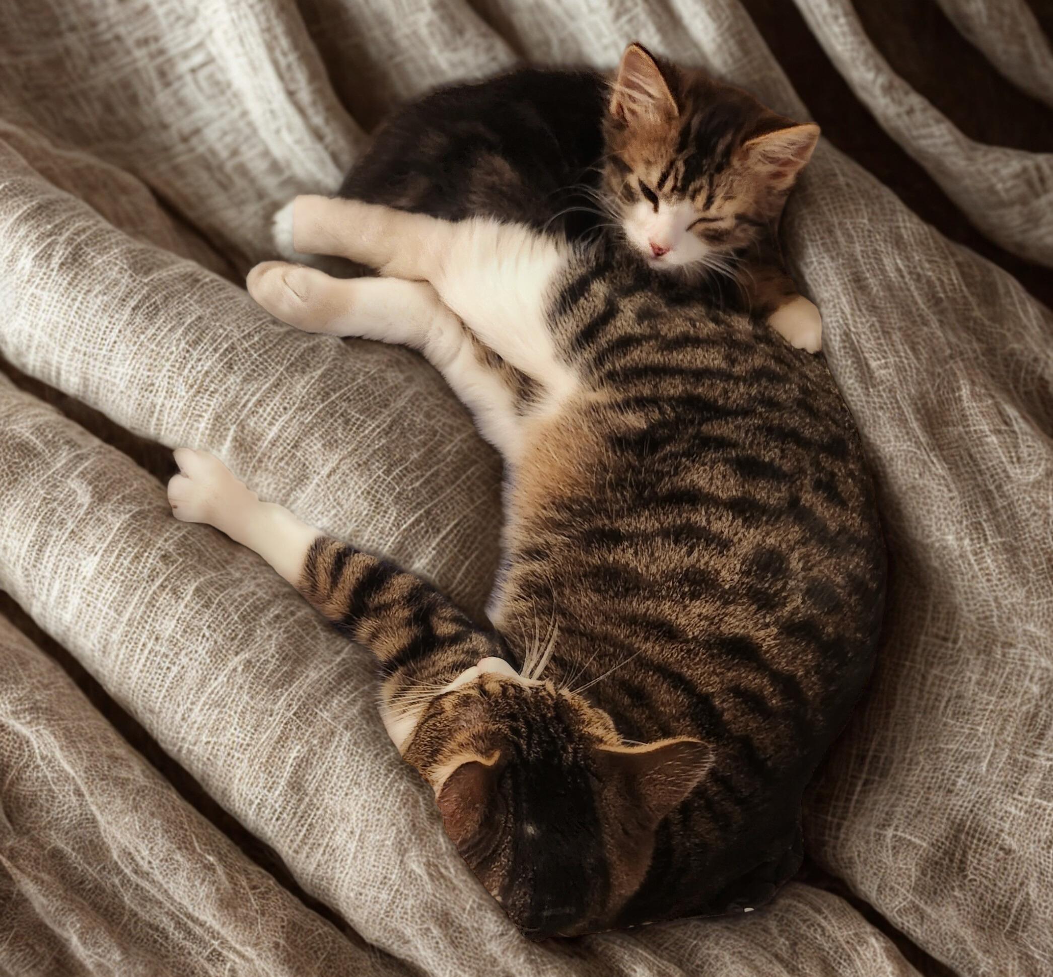 NIFFTY, a ADOPTABLE Domestic Short Hair in Mankato, MN image 6/6