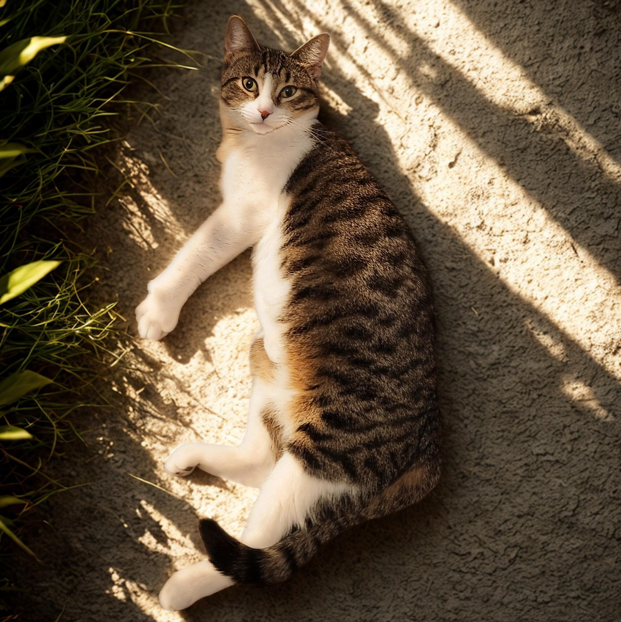 NIFFTY, a ADOPTABLE Domestic Short Hair in Mankato, MN image 4/6