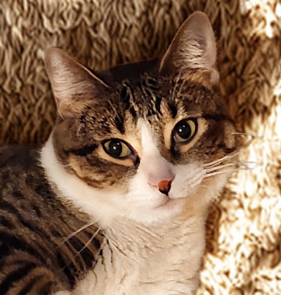 NIFFTY, a ADOPTABLE Domestic Short Hair in Mankato, MN image 1/6