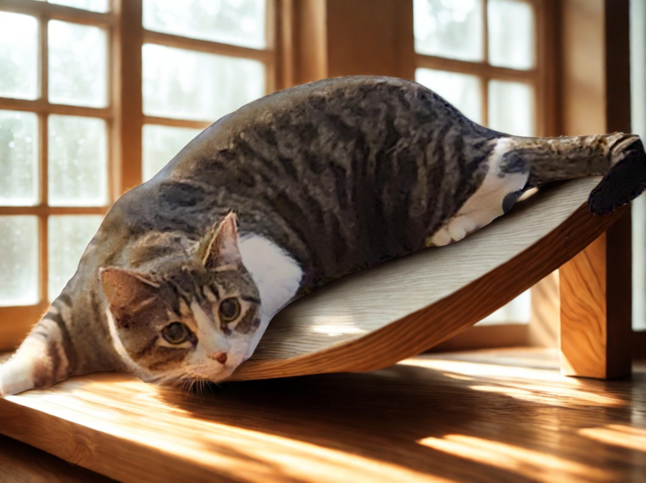 NIFFTY, a ADOPTABLE Domestic Short Hair in Mankato, MN image 2/6