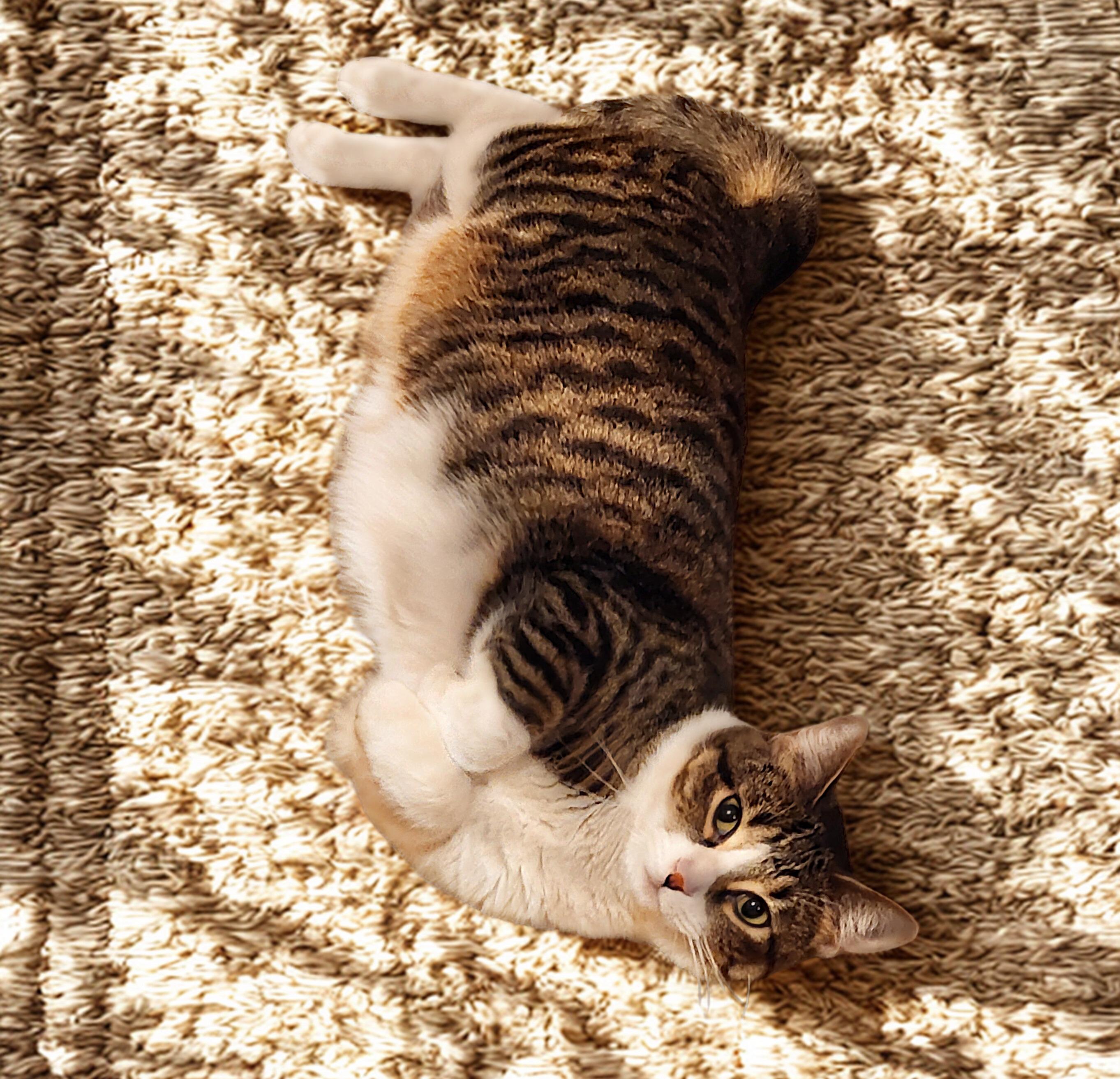 NIFFTY, a ADOPTABLE Domestic Short Hair in Mankato, MN image 5/6