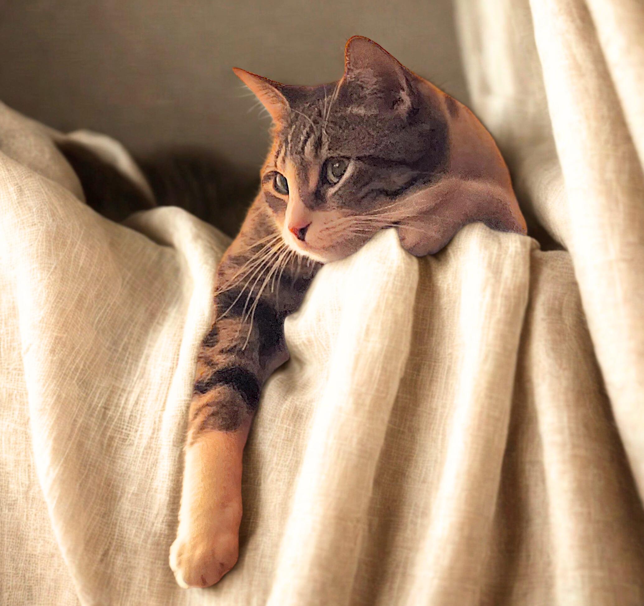 NIFFTY, a ADOPTABLE Domestic Short Hair in Mankato, MN image 3/6