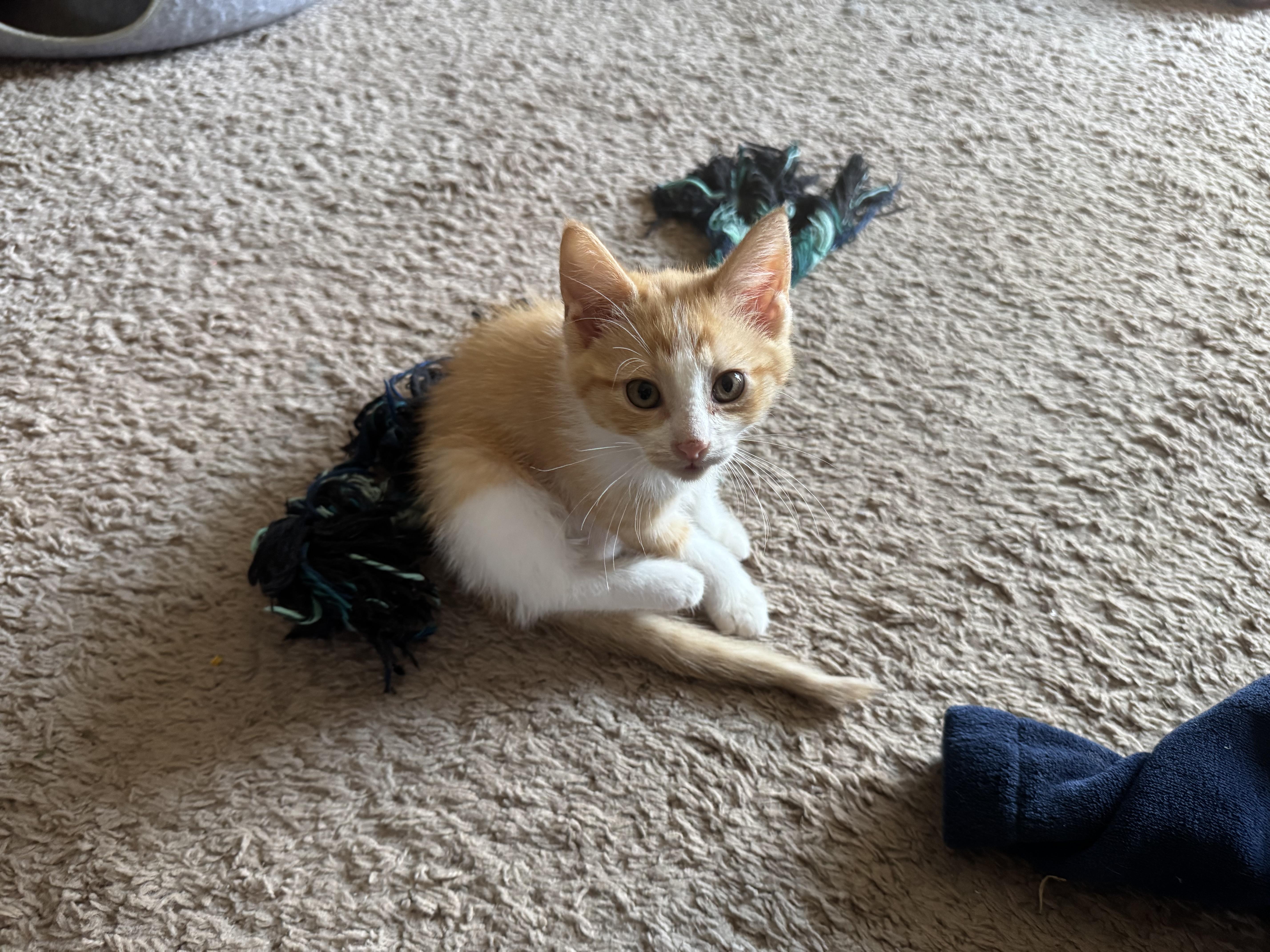 Rocco, a Adoptable Tabby in Livonia, MI image 2/5