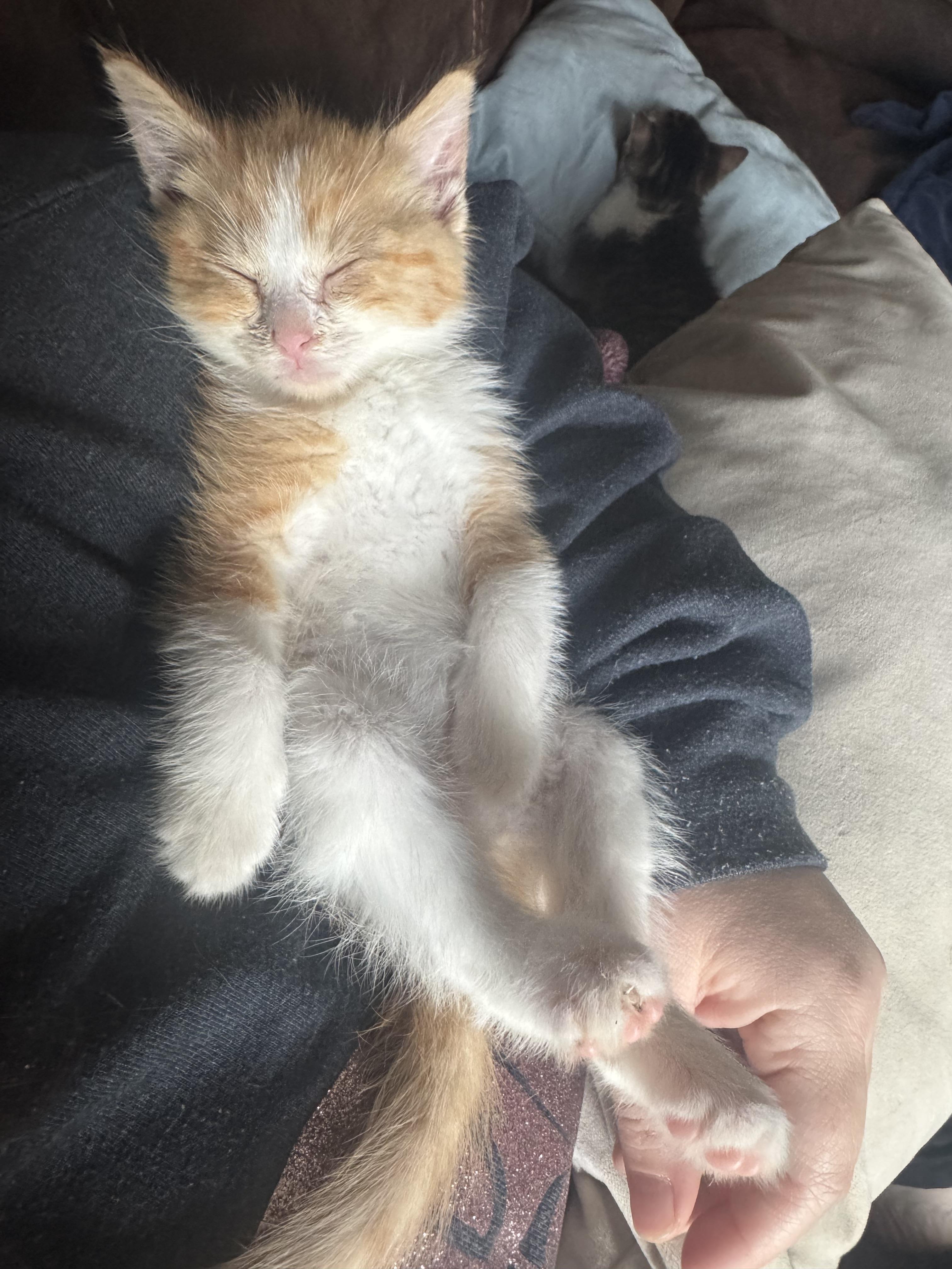 Rocco, a Adoptable Tabby in Livonia, MI image 4/5
