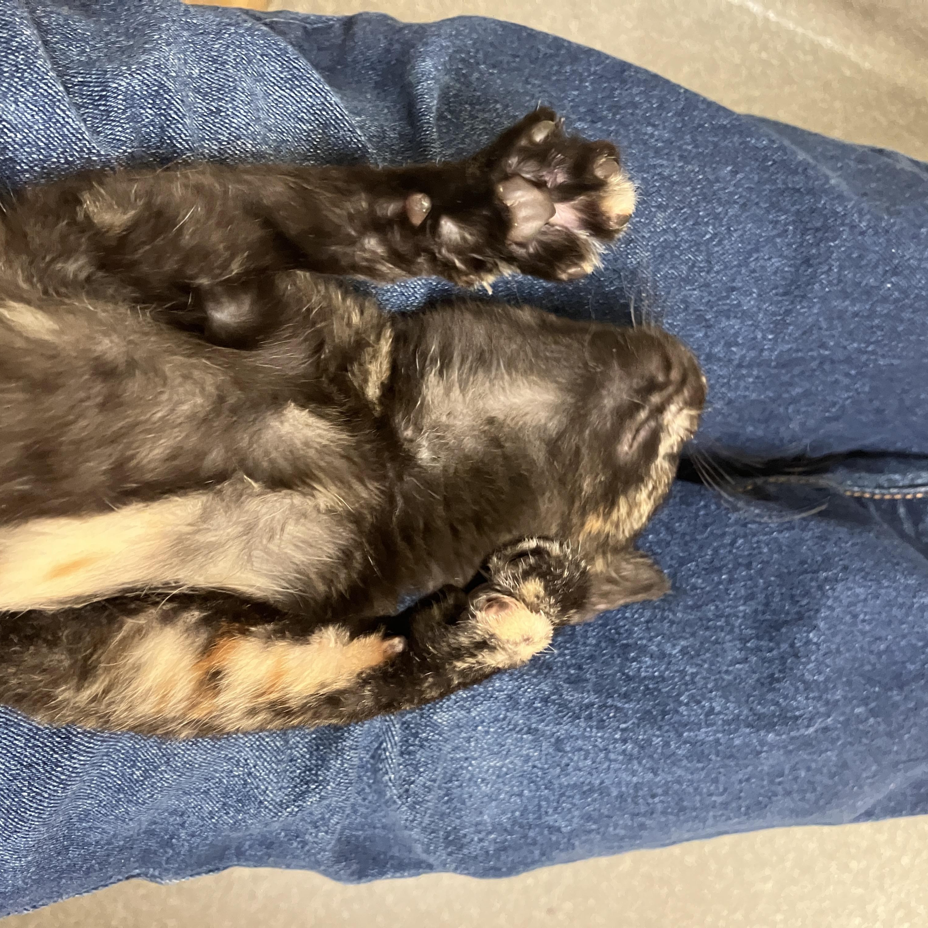 Enlarge Ember, a Adoptable Domestic Short Hair in Detroit, MI image 4/4