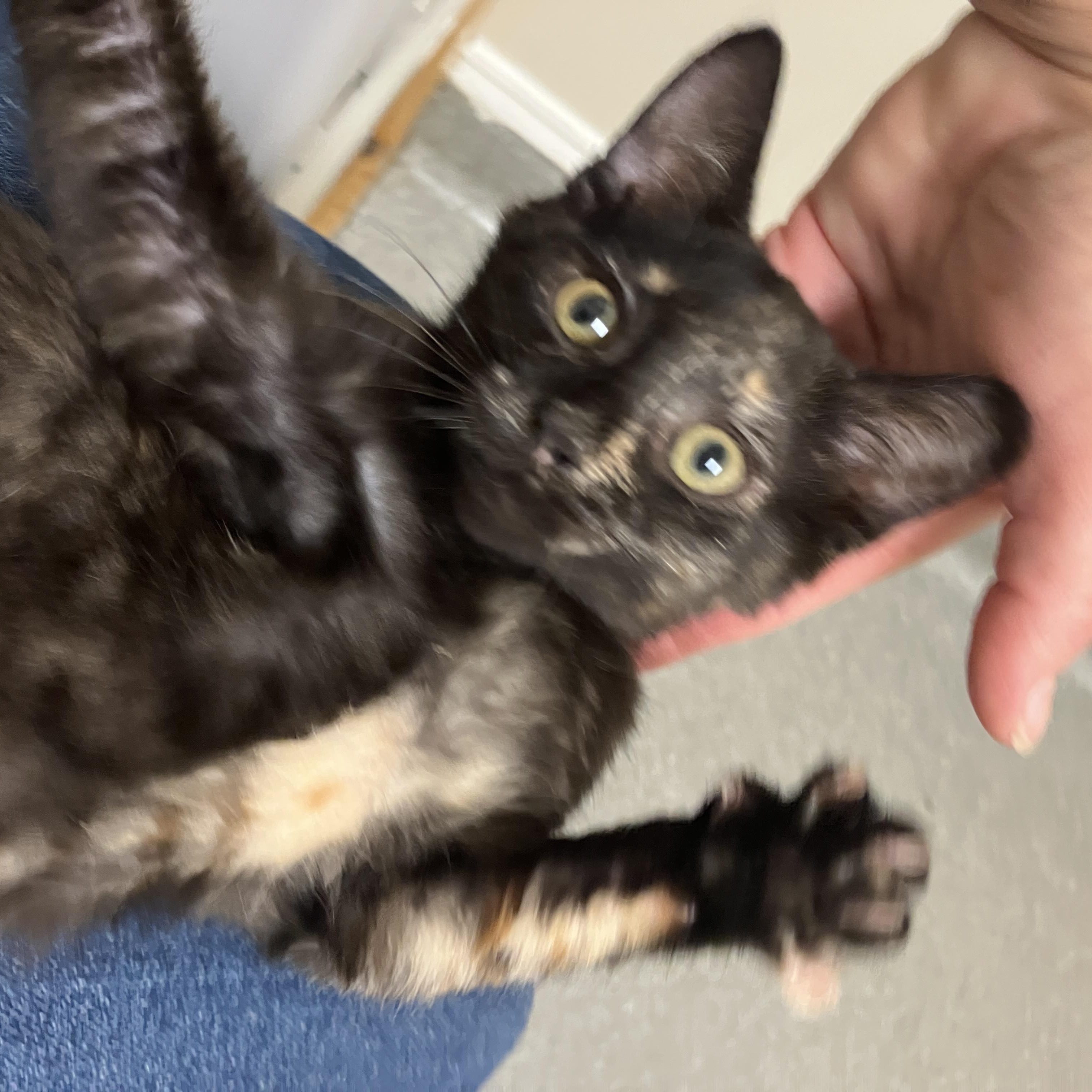 Enlarge Ember, a Adoptable Domestic Short Hair in Detroit, MI image 3/4