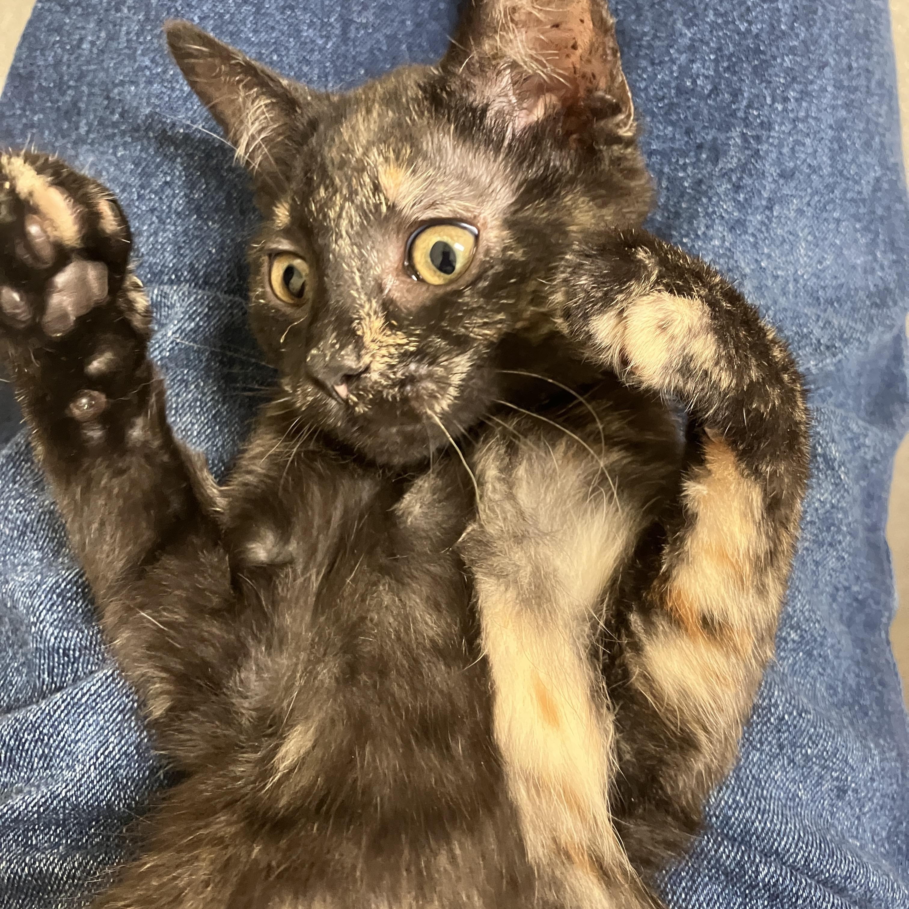 Enlarge Ember, a Adoptable Domestic Short Hair in Detroit, MI image 2/4