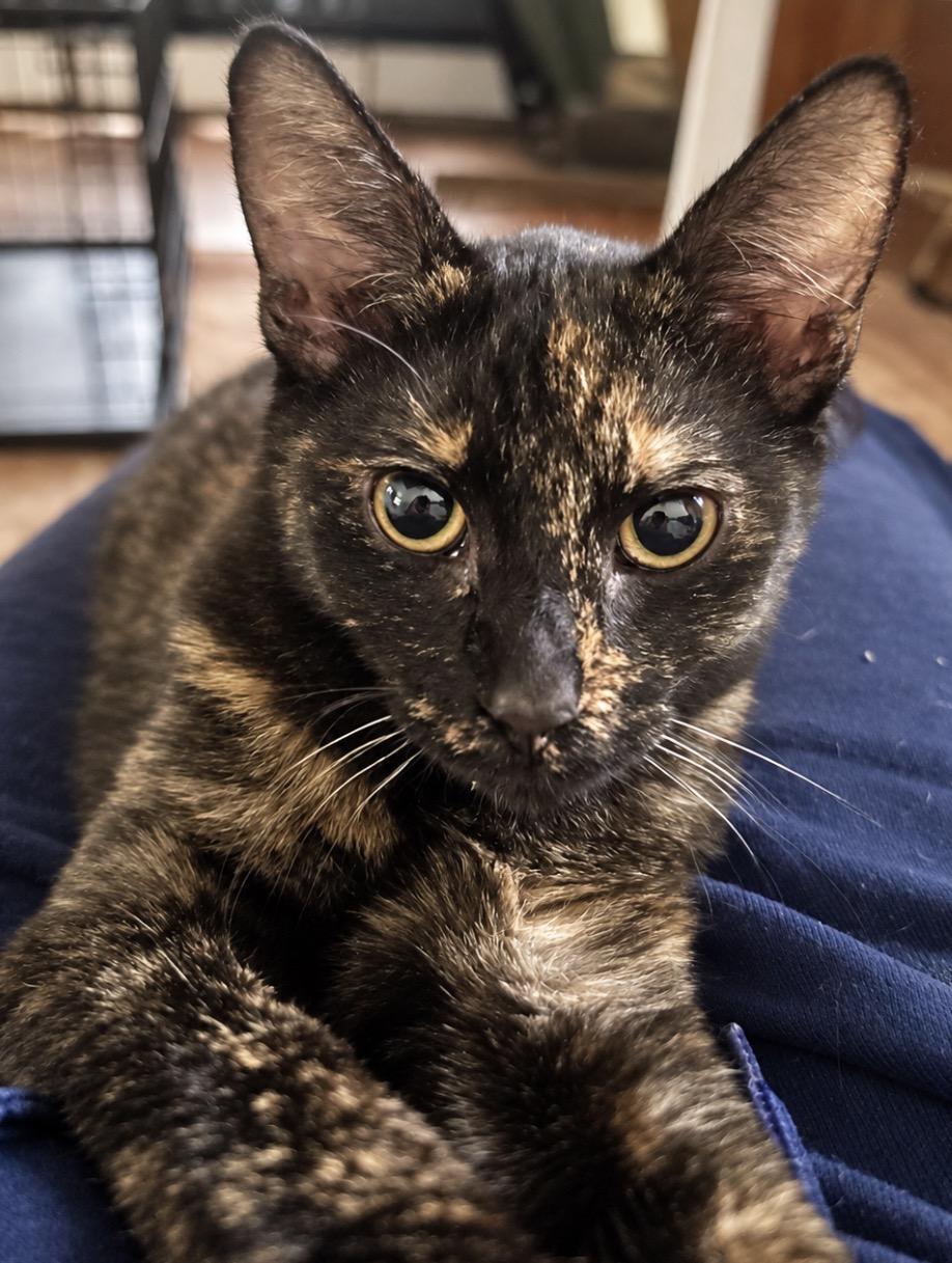 Ember, Adoptable, Kitten Female Domestic Short Hair.