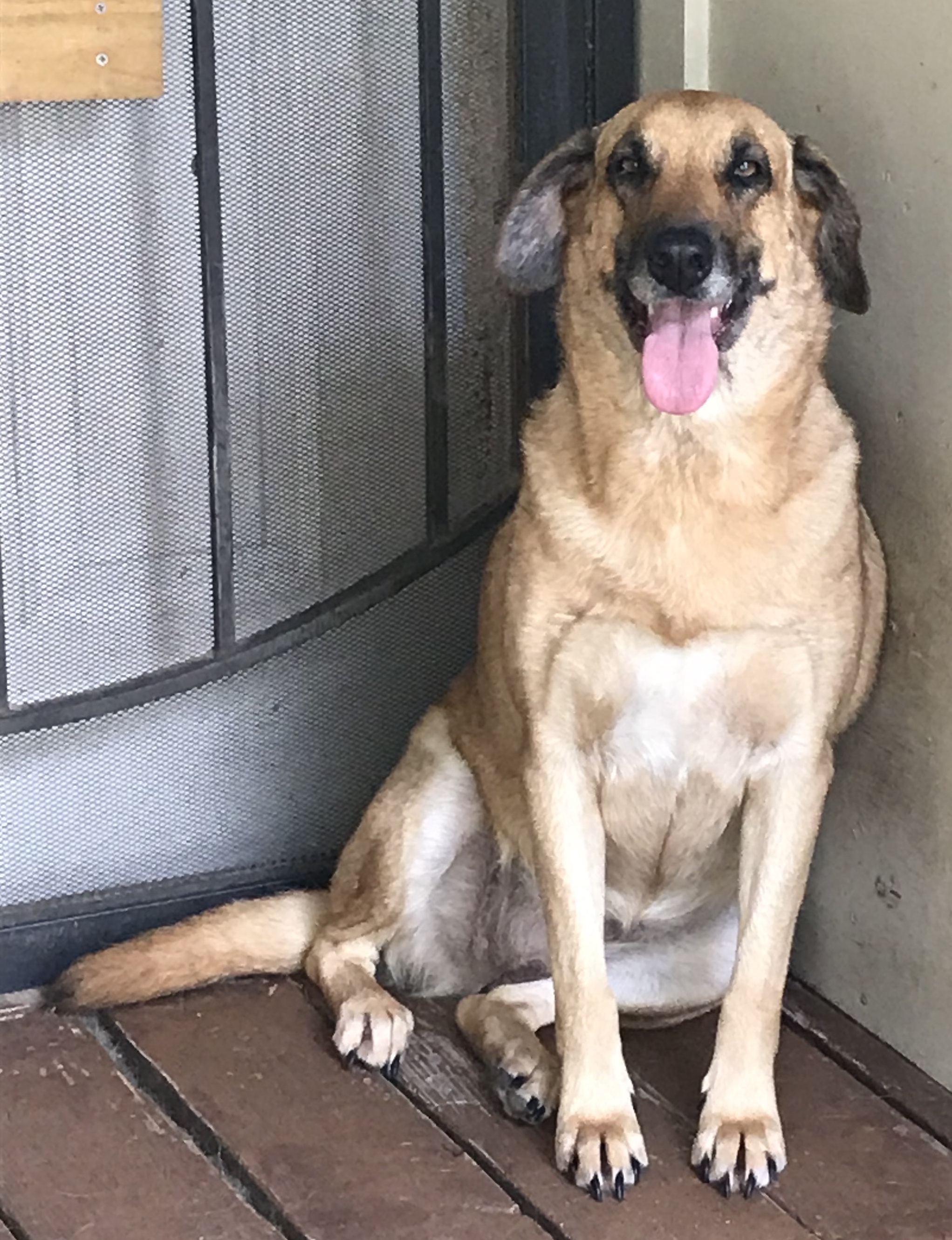 Neeka, a Adoptable mixed breed in Goliad, TX image 1/6