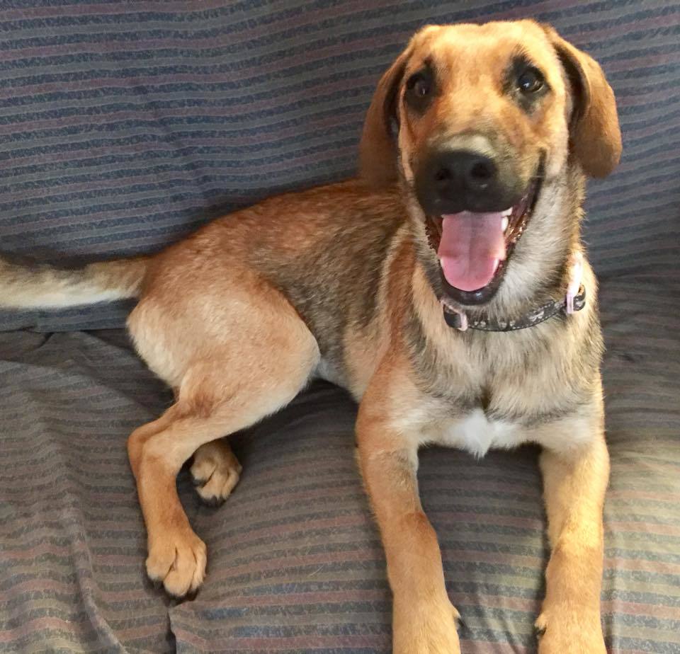 Neeka, a Adoptable mixed breed in Goliad, TX image 2/6