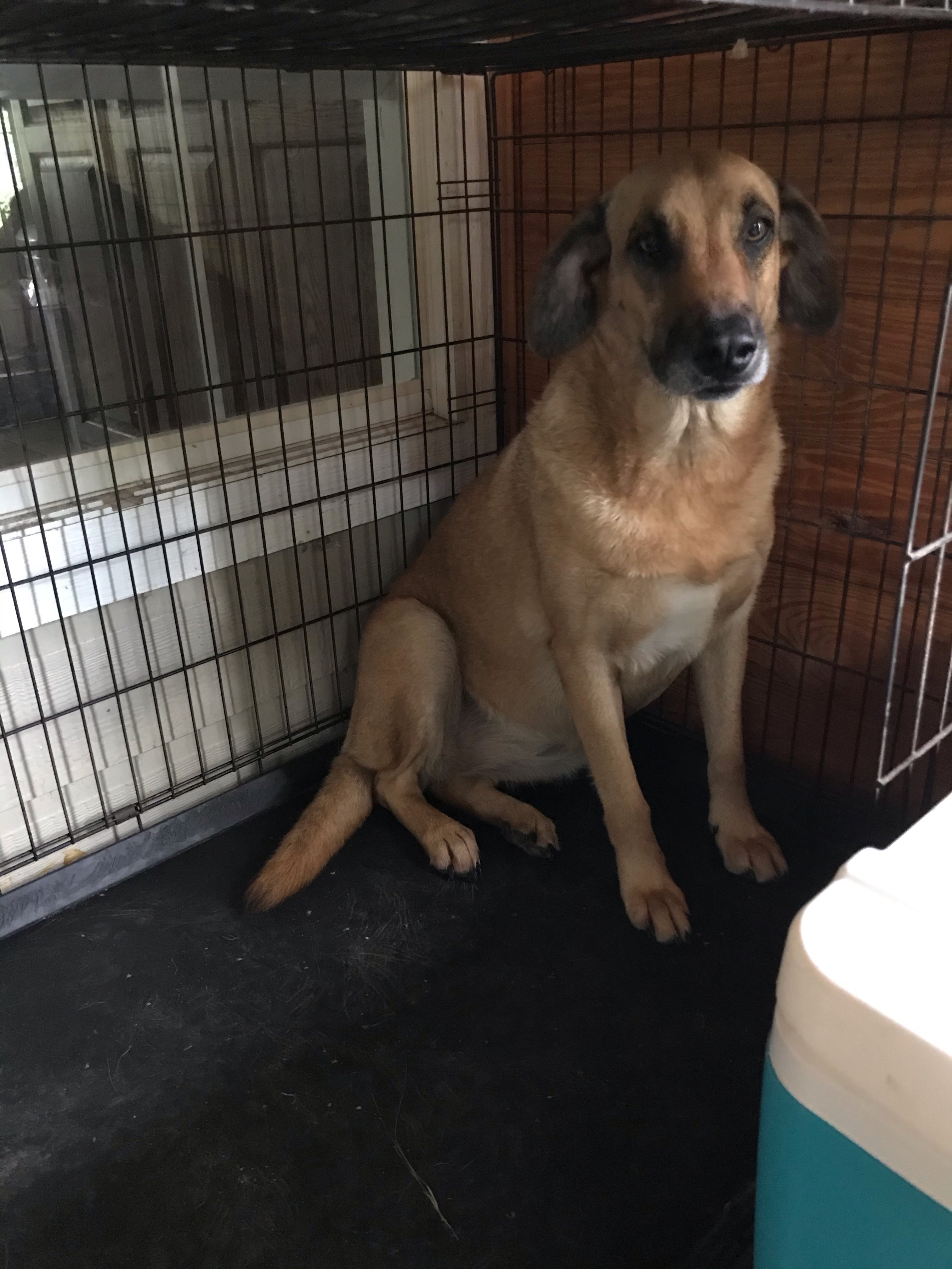 Neeka, a Adoptable mixed breed in Goliad, TX image 3/6