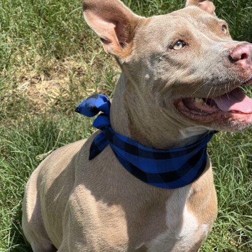 Tank, Adoptable, Adult Male American Staffordshire Terrier.