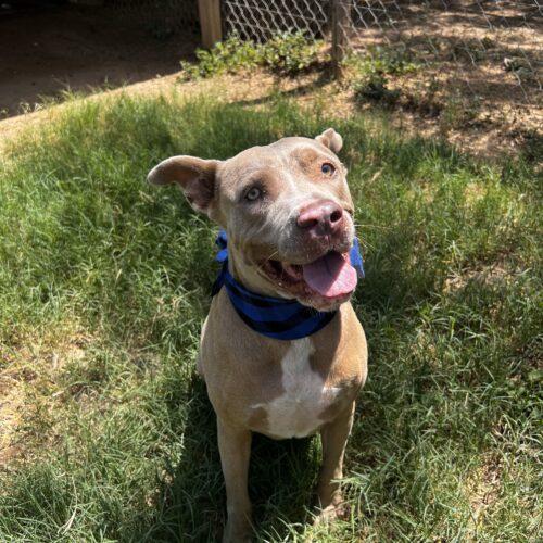 Tank, a Adoptable American Staffordshire Terrier in Sullivan City, TX image 2/6