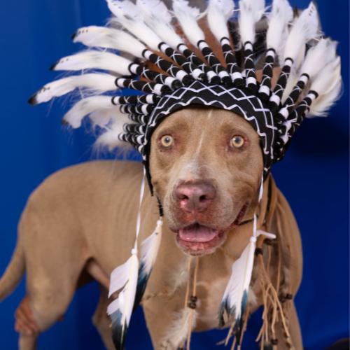 Tank, a Adoptable American Staffordshire Terrier in Sullivan City, TX image 3/6