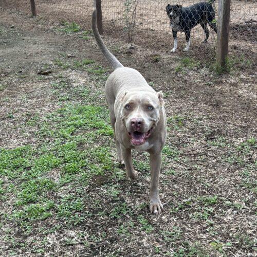 Tank, a Adoptable American Staffordshire Terrier in Sullivan City, TX image 4/6