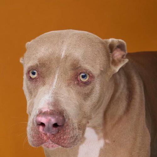 Tank, a Adoptable American Staffordshire Terrier in Sullivan City, TX image 5/6