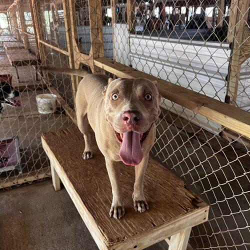 Tank, a Adoptable American Staffordshire Terrier in Sullivan City, TX image 6/6