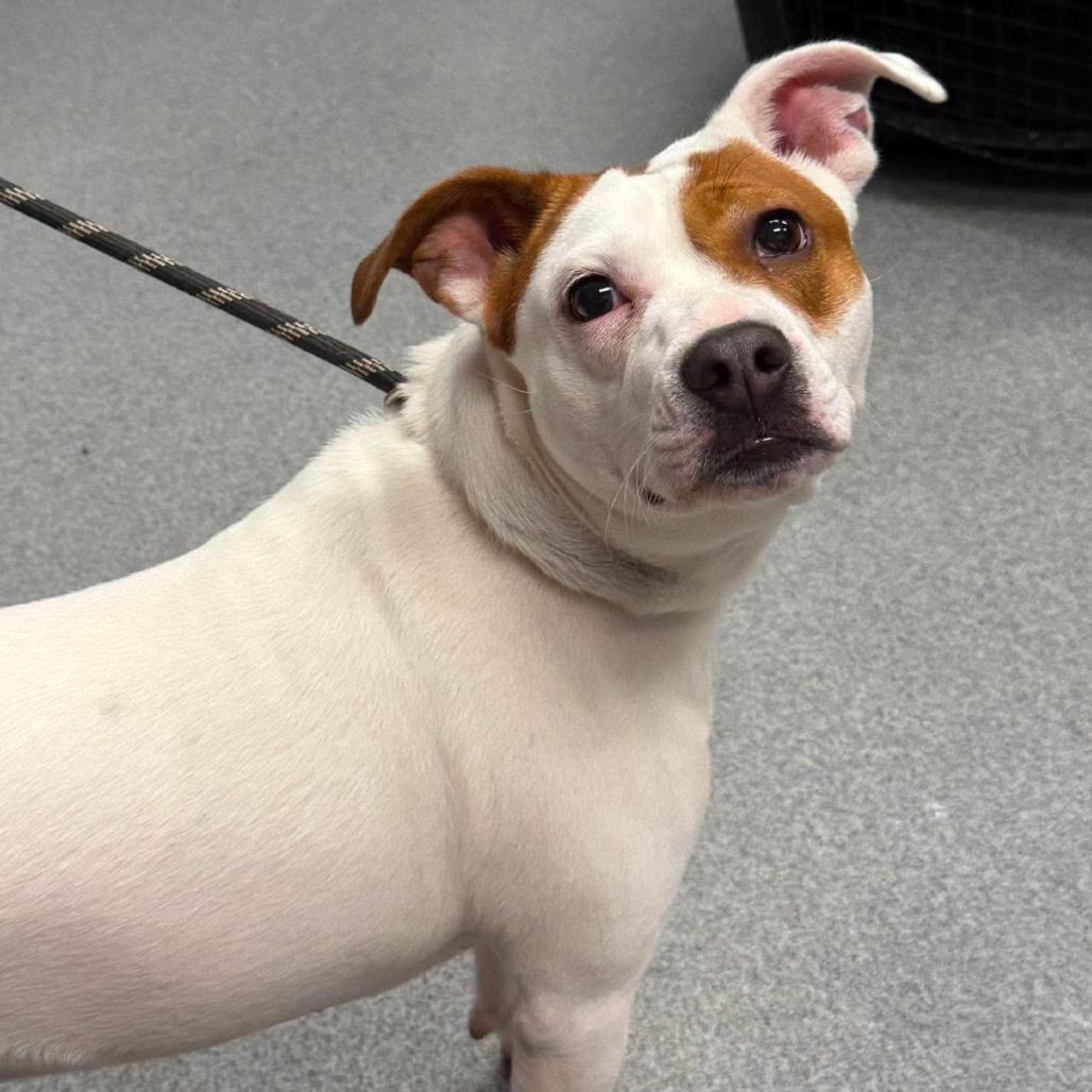 Petunia, Adoptable, Adult Female Mixed Breed.