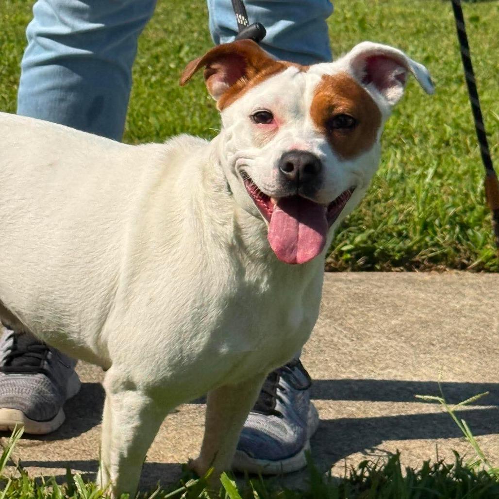 Enlarge Petunia, a Adoptable Mixed Breed in Martinsville, VA image 2/2
