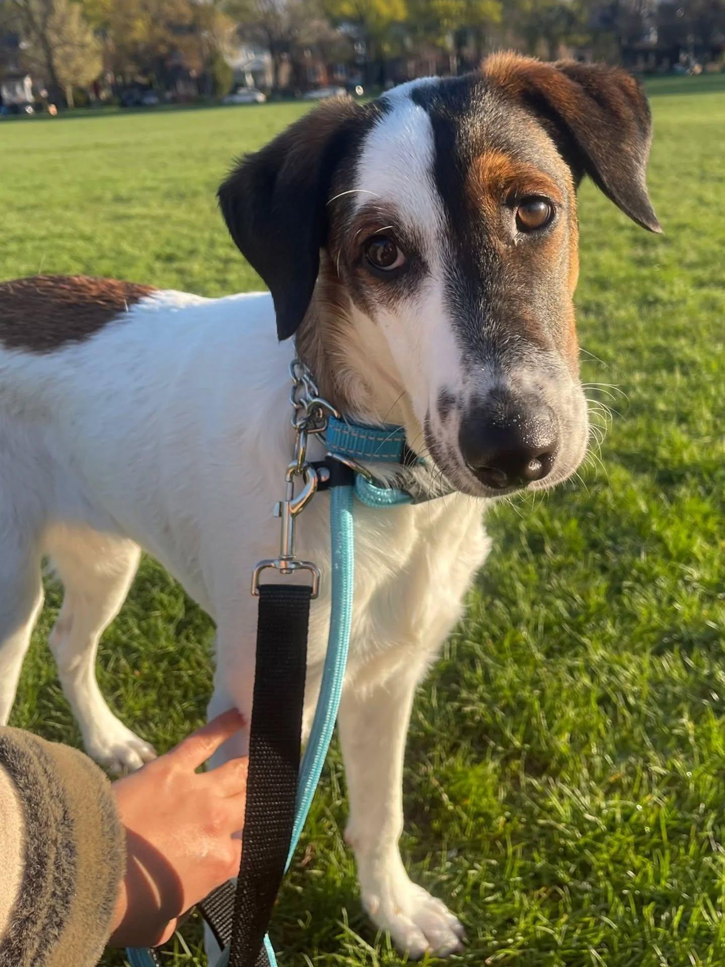 Luigi, ADOPTABLE, Puppy Male Mixed Breed.