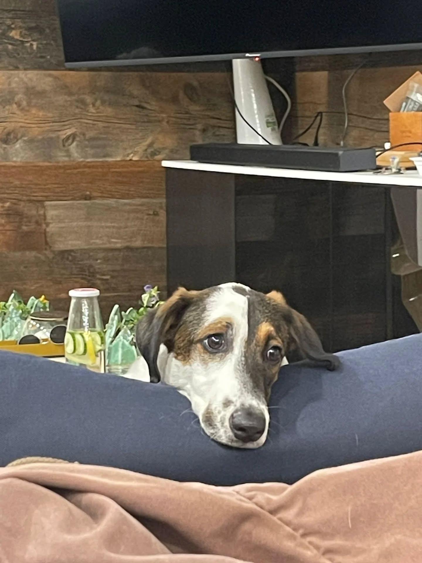 Luigi, a ADOPTABLE mixed breed in Etobicoke, ON image 5/5