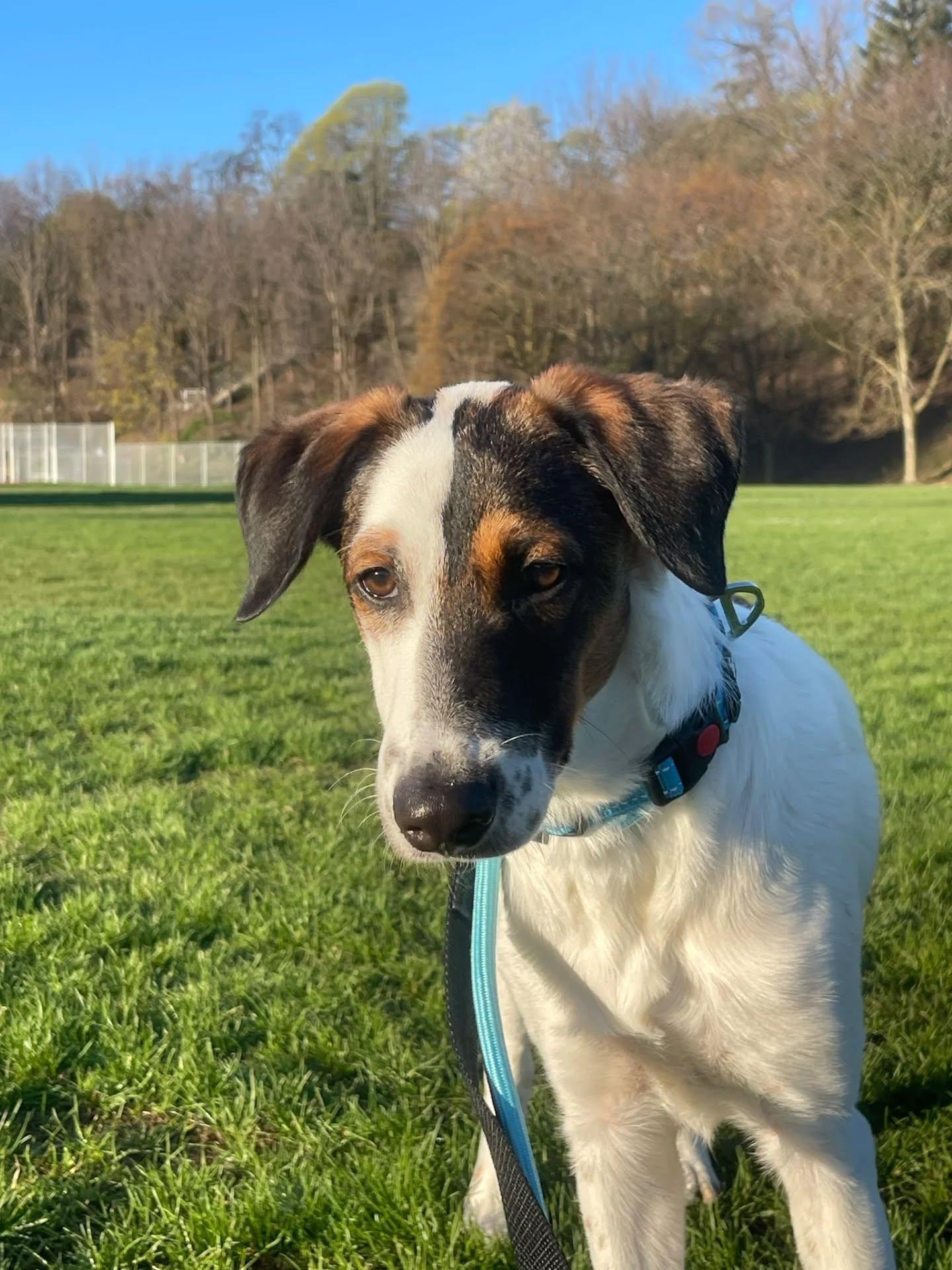 Luigi, a ADOPTABLE mixed breed in Etobicoke, ON image 4/5