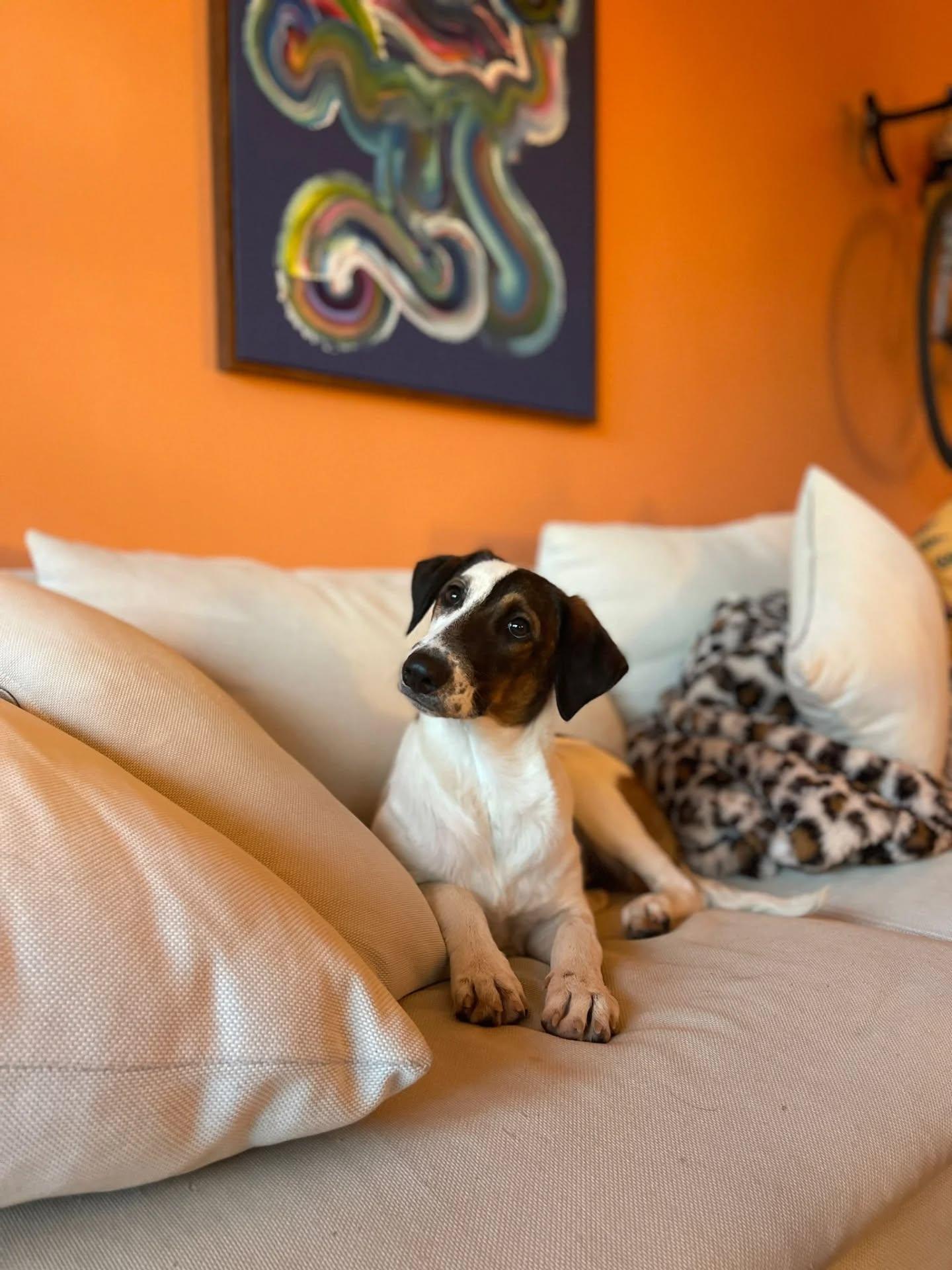 Luigi, a ADOPTABLE mixed breed in Etobicoke, ON image 3/5